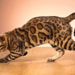 Asian Leopard Cat vs Bengal Cat Understanding the Wild and the Domestic