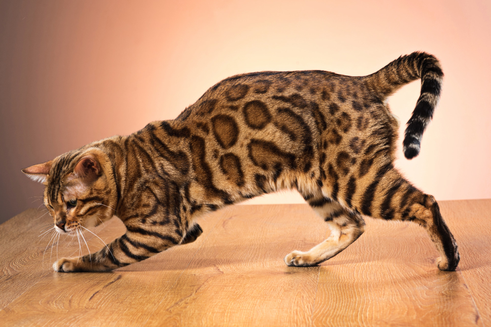 Asian Leopard Cat vs Bengal Cat Understanding the Wild and the Domestic