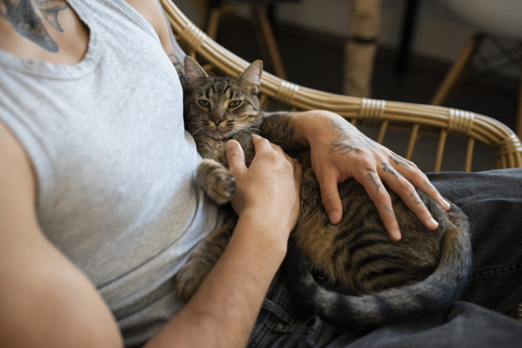 Why Do Cats Make Biscuits? Understanding the Kneading Behavior