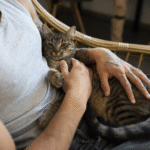 Why Do Cats Make Biscuits? Understanding the Kneading Behavior