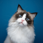Ragdoll Cat Personality, Traits, And Their Care