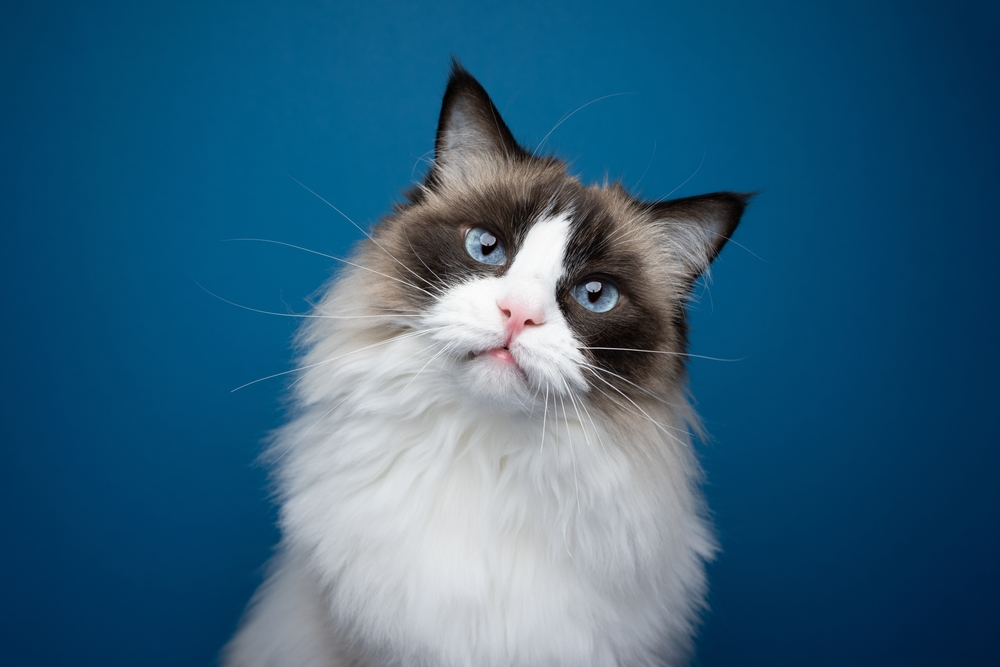 Ragdoll Cat Personality, Traits, And Their Care