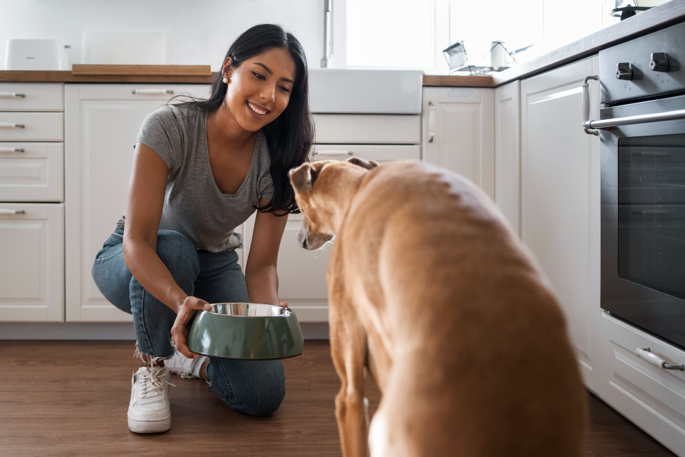How Much to Pay a Dog Sitter? Complete Guide to Dog Sitting Rates in the USA