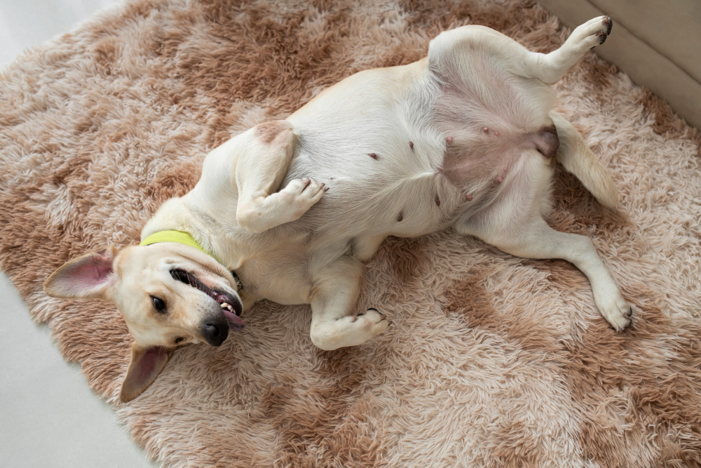 Do Dogs Have Belly Buttons? The Curious Case of the Canine Navel