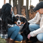 Bernese The loyal Swiss Working Dog Promises to Be the Best Companion