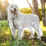 Understanding the English Cream Golden Retriever