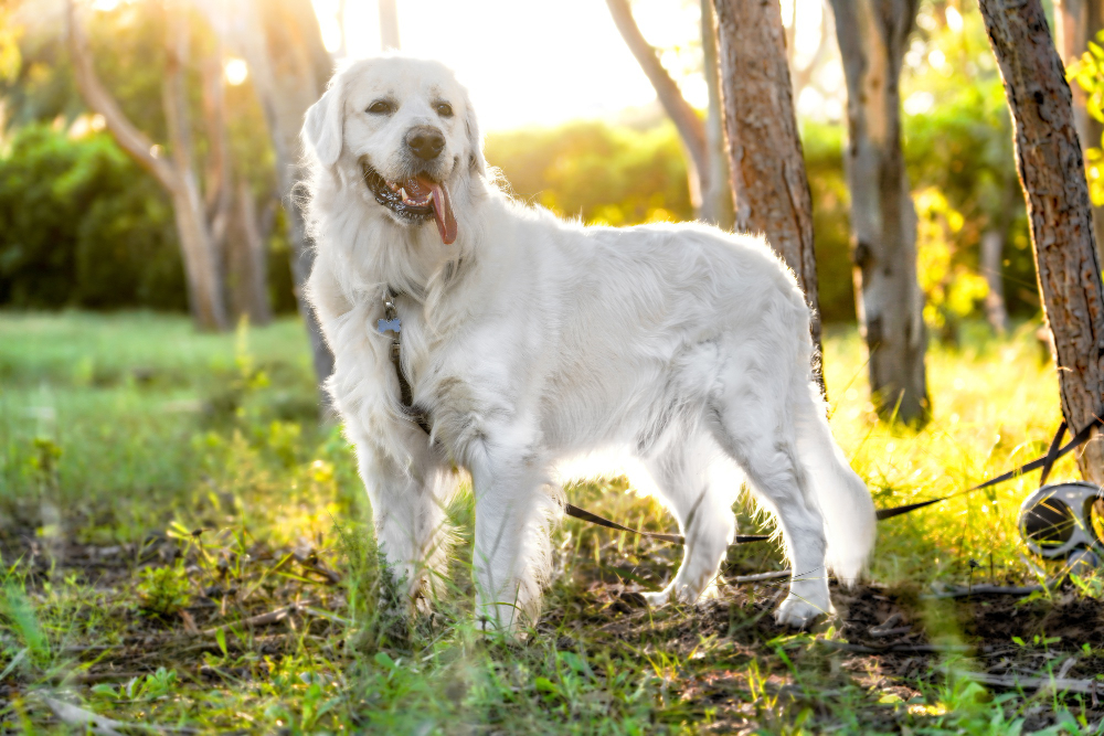 Understanding the English Cream Golden Retriever