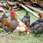 Everything You Need to Know About Cinnamon Queen Chickens