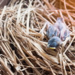 Baby Pigeons Caring Tips for Rescuers and Bird Lovers