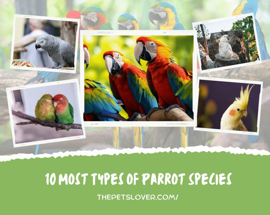 The 10 Most Different Types of Parrots Species for Bird Lovers