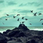 Are Birds Reptiles or Dinosaurs? Understanding the Evolutionary Connection
