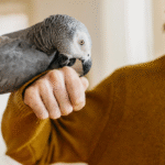 How to Get Your Bird Used to Being Petted: A Comprehensive Guide
