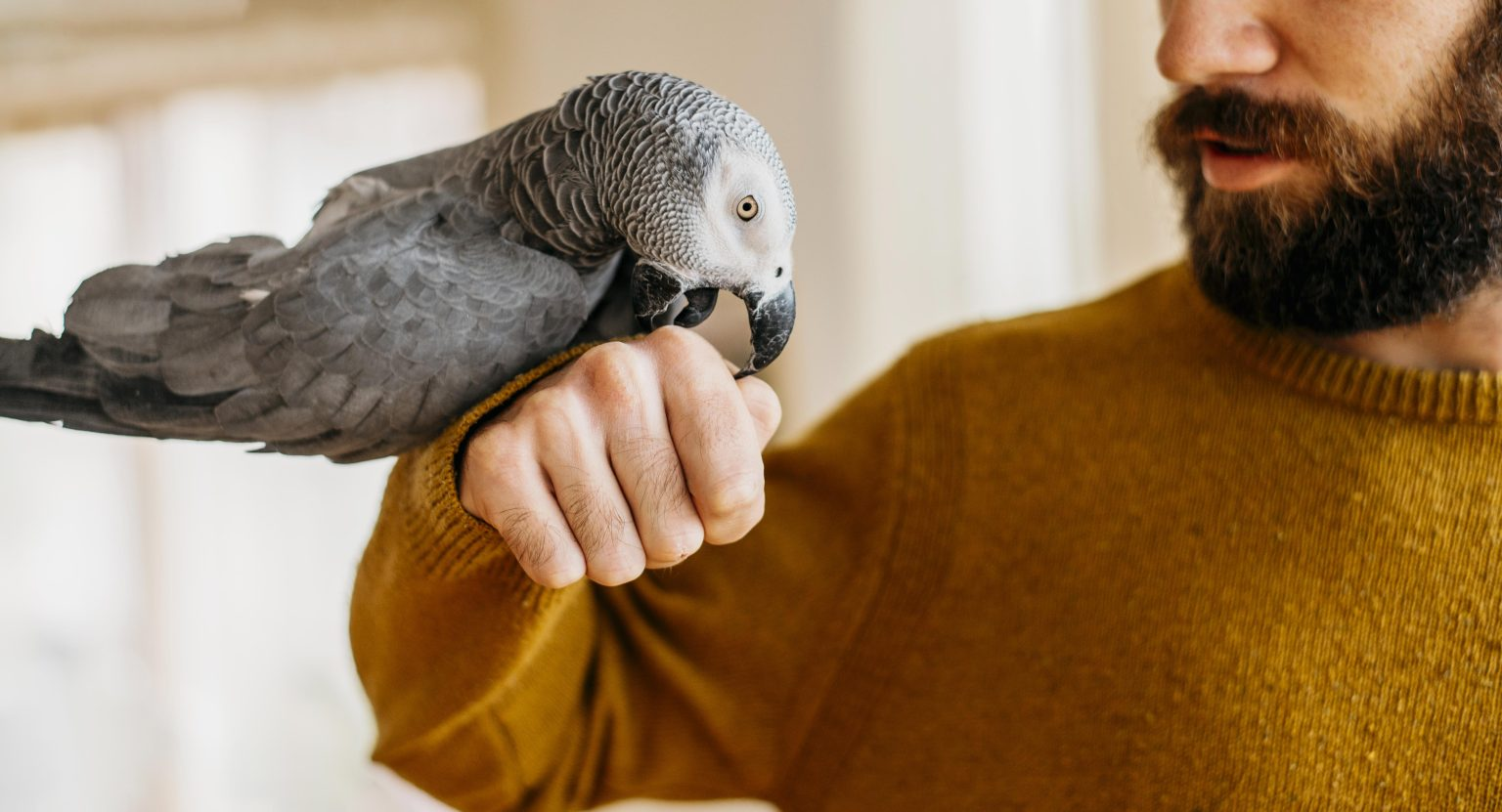 How to Get Your Bird Used to Being Petted: A Comprehensive Guide
