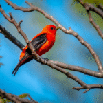 Beautiful Red Birds In Florida – The Vibrant Artistry Of Nature