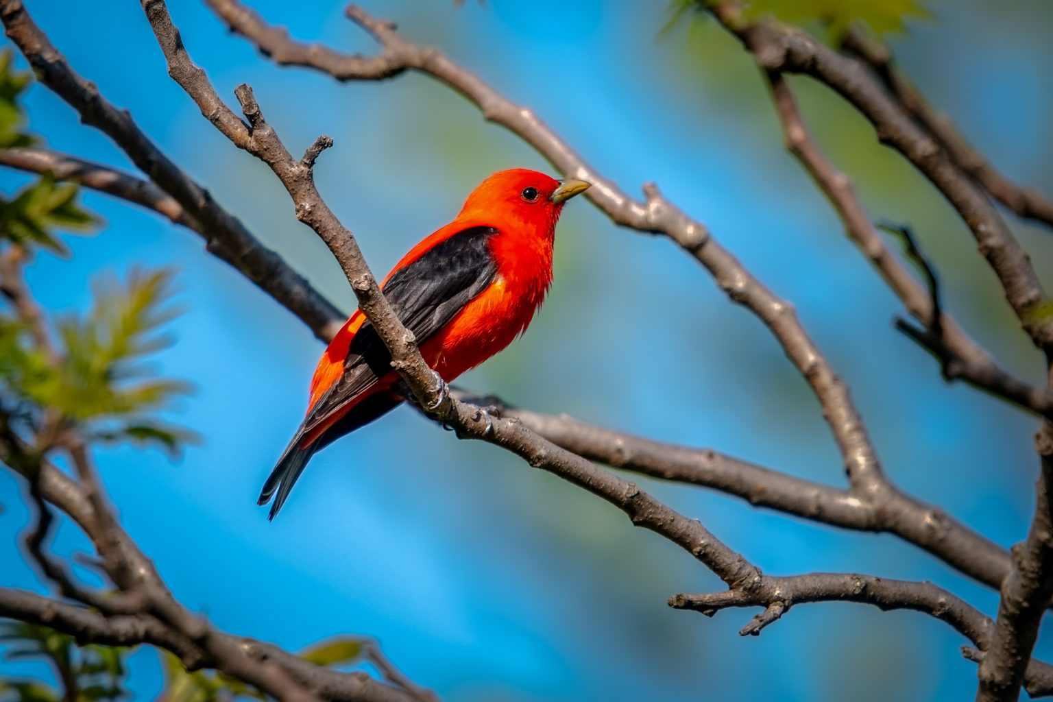 Beautiful Red Birds In Florida – The Vibrant Artistry Of Nature
