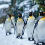Top Most Unique Species of Penguin with Yellow Hair