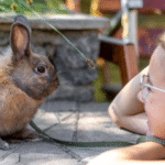 Can Rabbits Eat Grapes? A Complete Guide to Safe Rabbit Treats