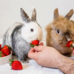 Bunny Vs. Rabbit: What’s In The Name?