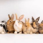 Best Rabbit Breeds for Pets: A Guide to Picking the Ideal Friend
