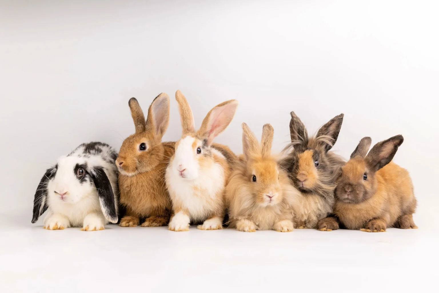 Best Rabbit Breeds for Pets: A Guide to Picking the Ideal Friend