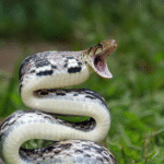 Unveiling the Biggest Snake in the World: A Jaw-Dropping Journey into Nature’s Giants