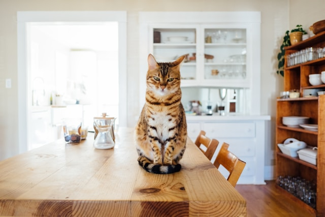 Top Tips for Choosing the Right Muzzle for a Cat