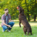 The Best Dog Trainers Near Me Our Top Picks