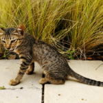 The Black Footed Cat a Unique Resident at Utah’s Hogle Zoo
