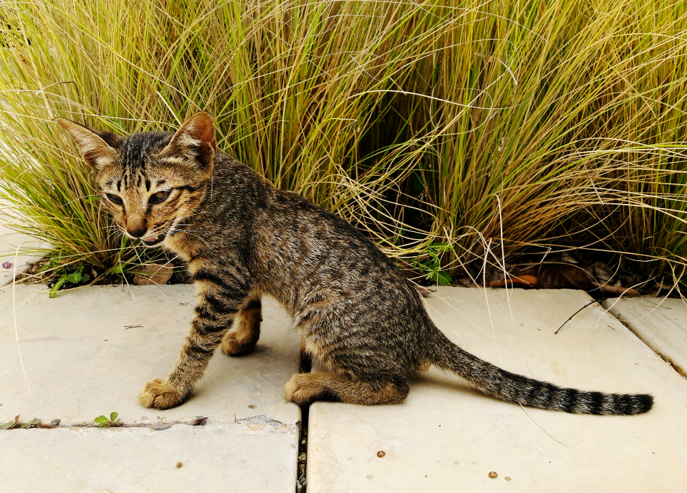 The Black Footed Cat a Unique Resident at Utah’s Hogle Zoo