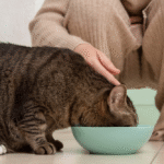 Is It Safe to Feed Fancy Feast Kitten Food to Adult Cat?