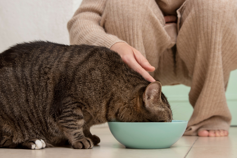 Is It Safe to Feed Fancy Feast Kitten Food to Adult Cat?