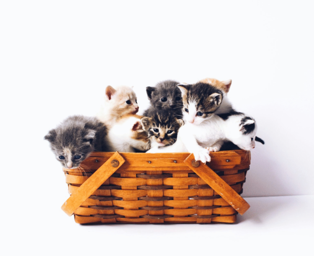 Is Salty Licorice Cats Safe? A Pet Parent’s Guide