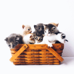 Is Salty Licorice Cats Safe? A Pet Parent’s Guide